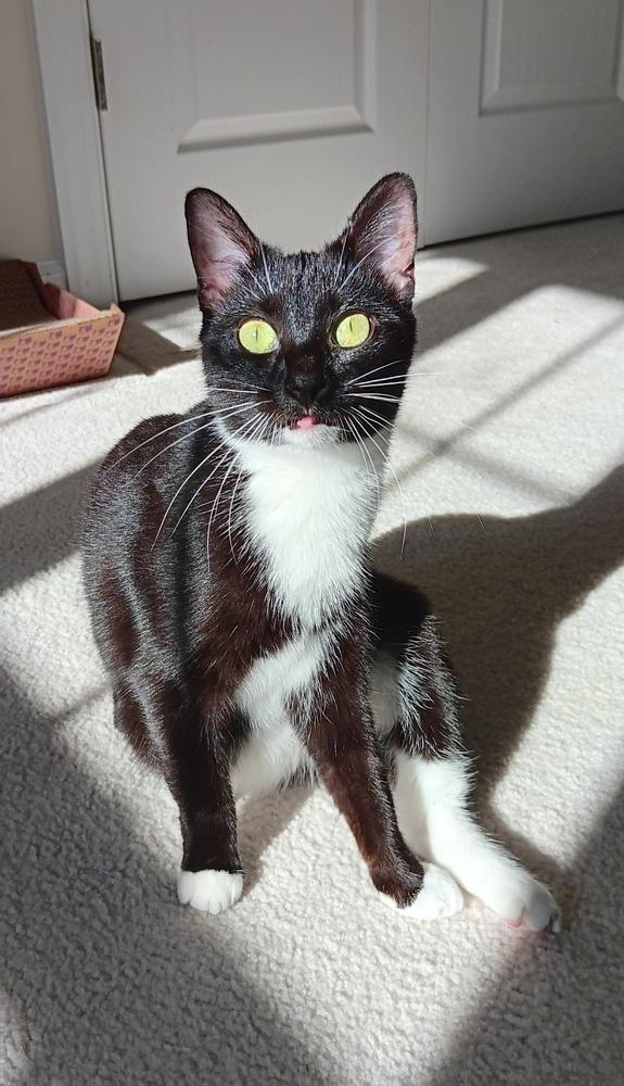 Enlarge Oreo, a Adoptable mixed breed in Youngsville, NC image 4/6