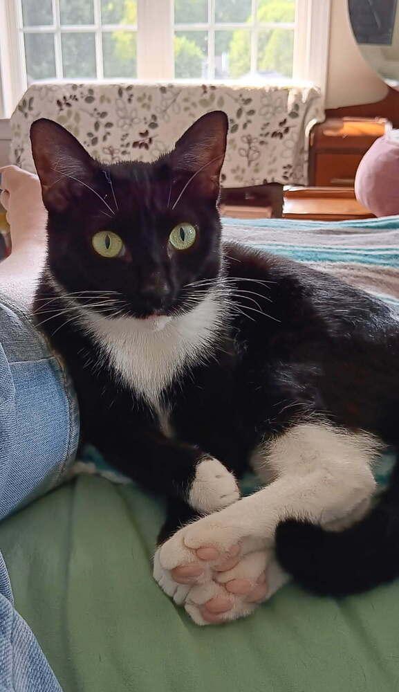 Enlarge Oreo, a Adoptable mixed breed in Youngsville, NC image 6/6