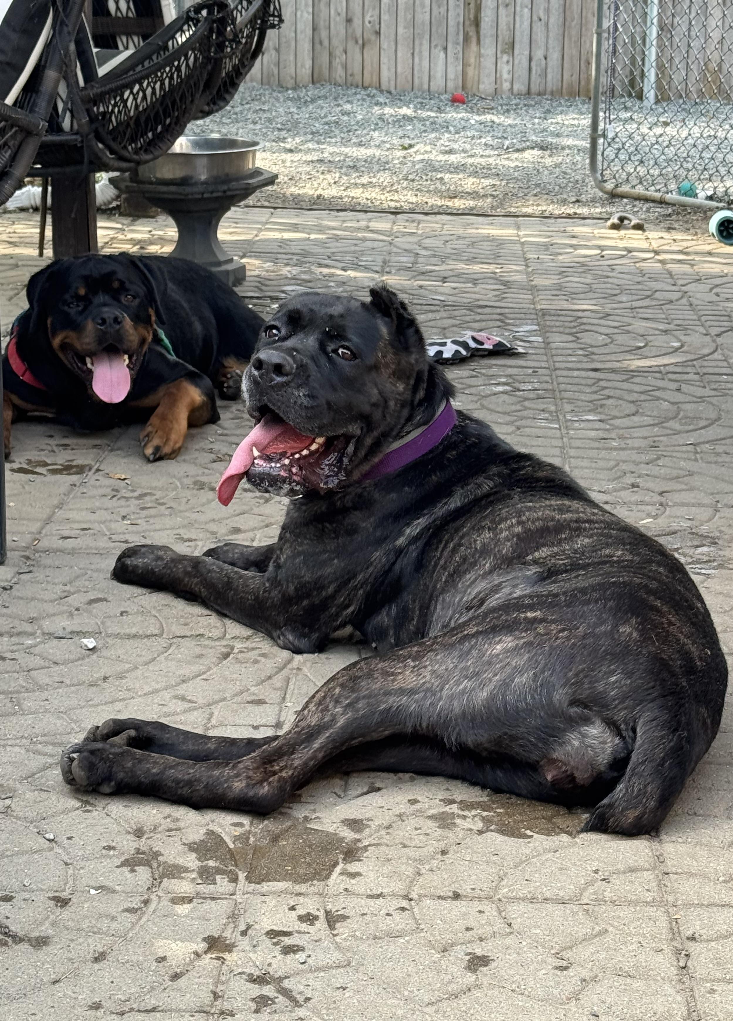 Aggie, a Adoptable Cane Corso in Providence, RI image 3/5