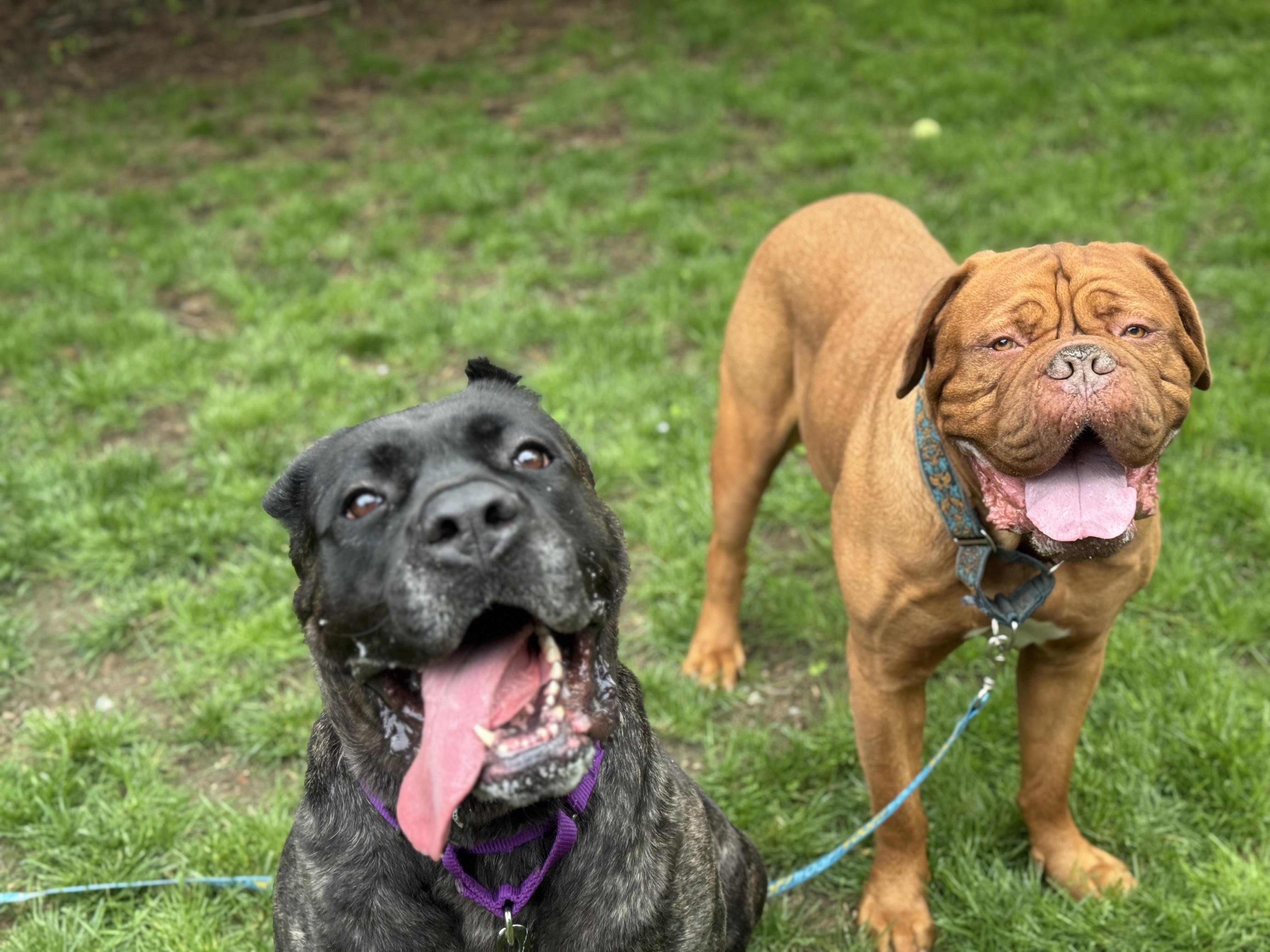 Aggie, a Adoptable Cane Corso in Providence, RI image 4/5