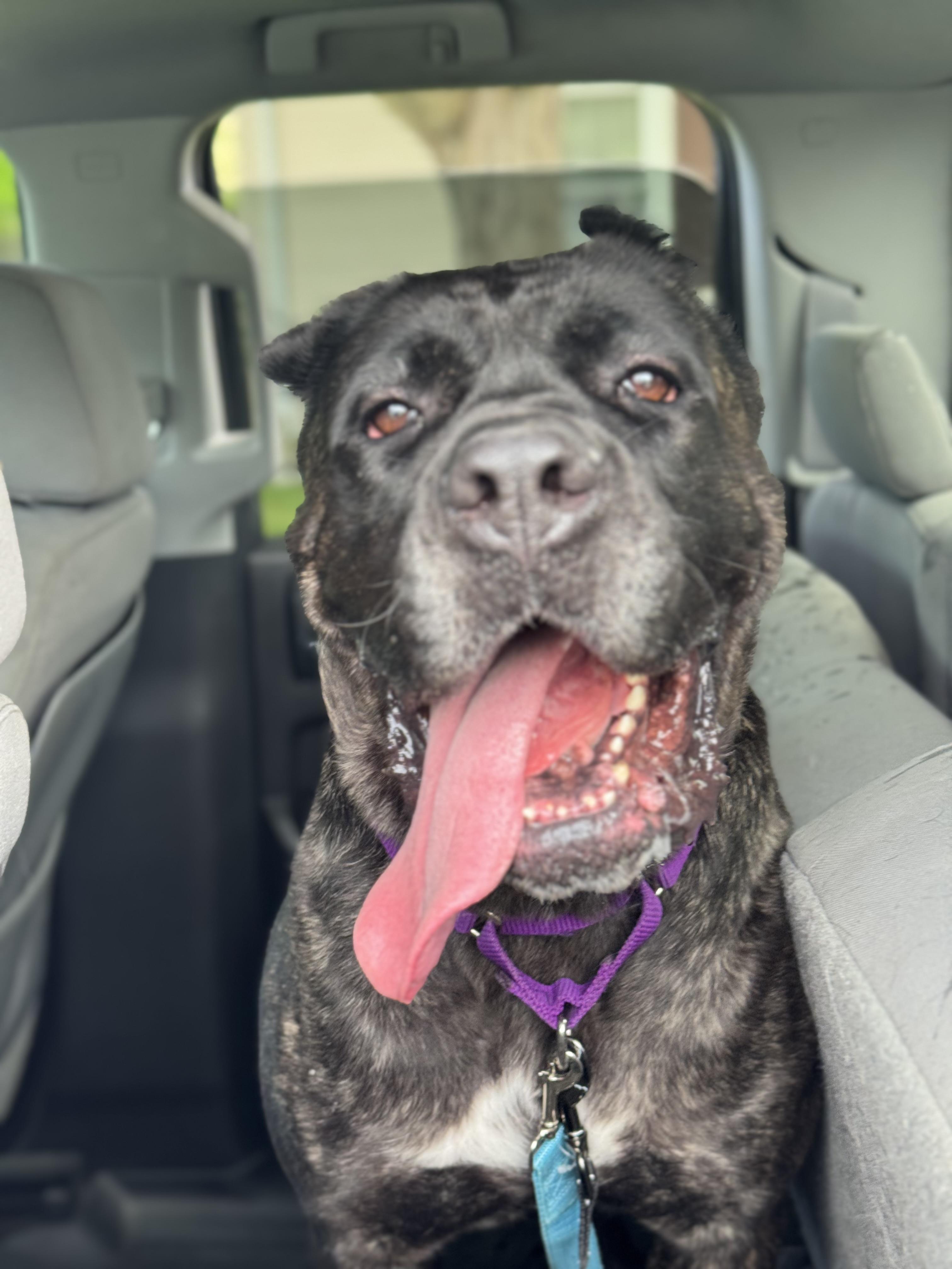 Aggie, a Adoptable Cane Corso in Providence, RI image 1/5