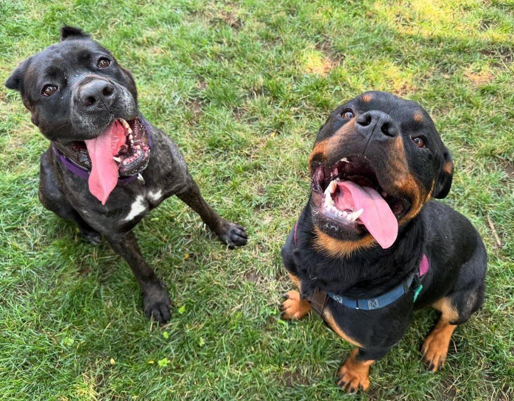 Aggie, a Adoptable Cane Corso in Providence, RI image 5/5