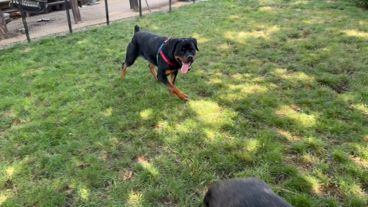 Enlarge Aggie, a Adoptable Cane Corso in Providence, RI video 2/5