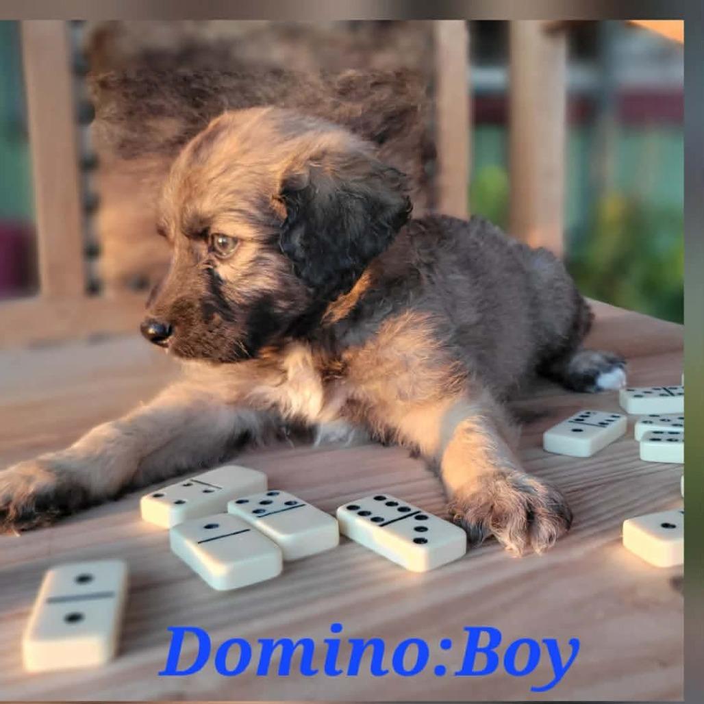 Domino thumbnail 4