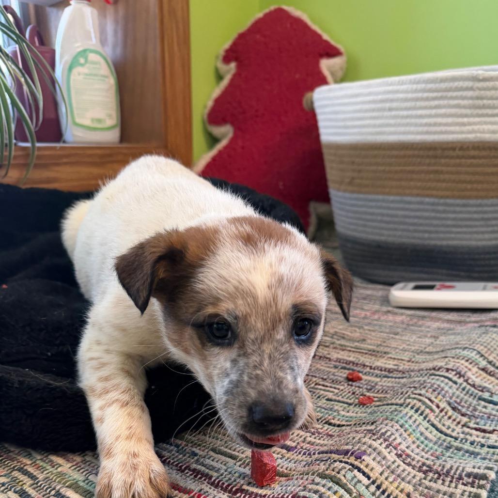 Lint Roller, Adoptable, Puppy Female Mixed Breed.
