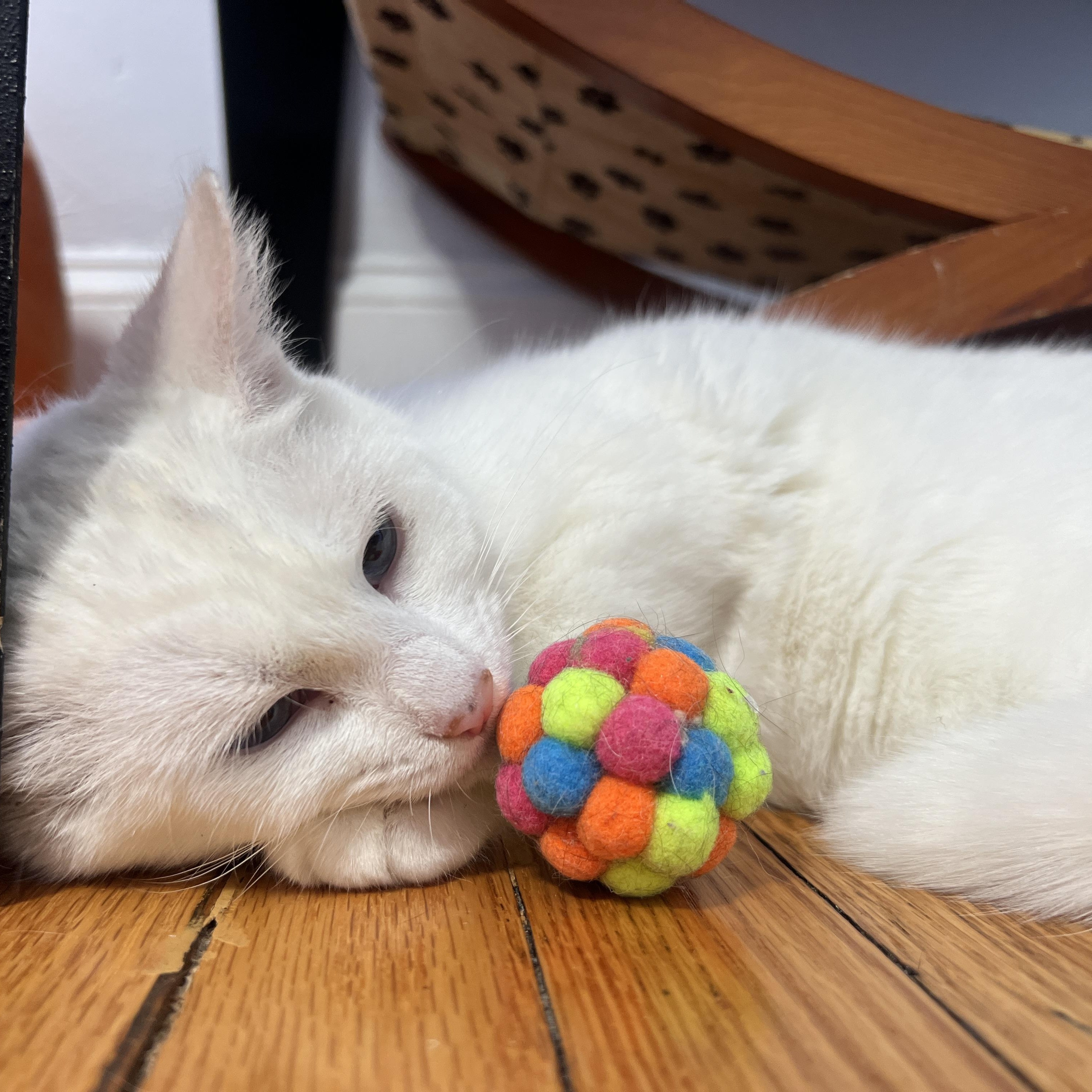 Enlarge Lapis, a Adoptable Domestic Medium Hair in Roanoke, VA image 2/4