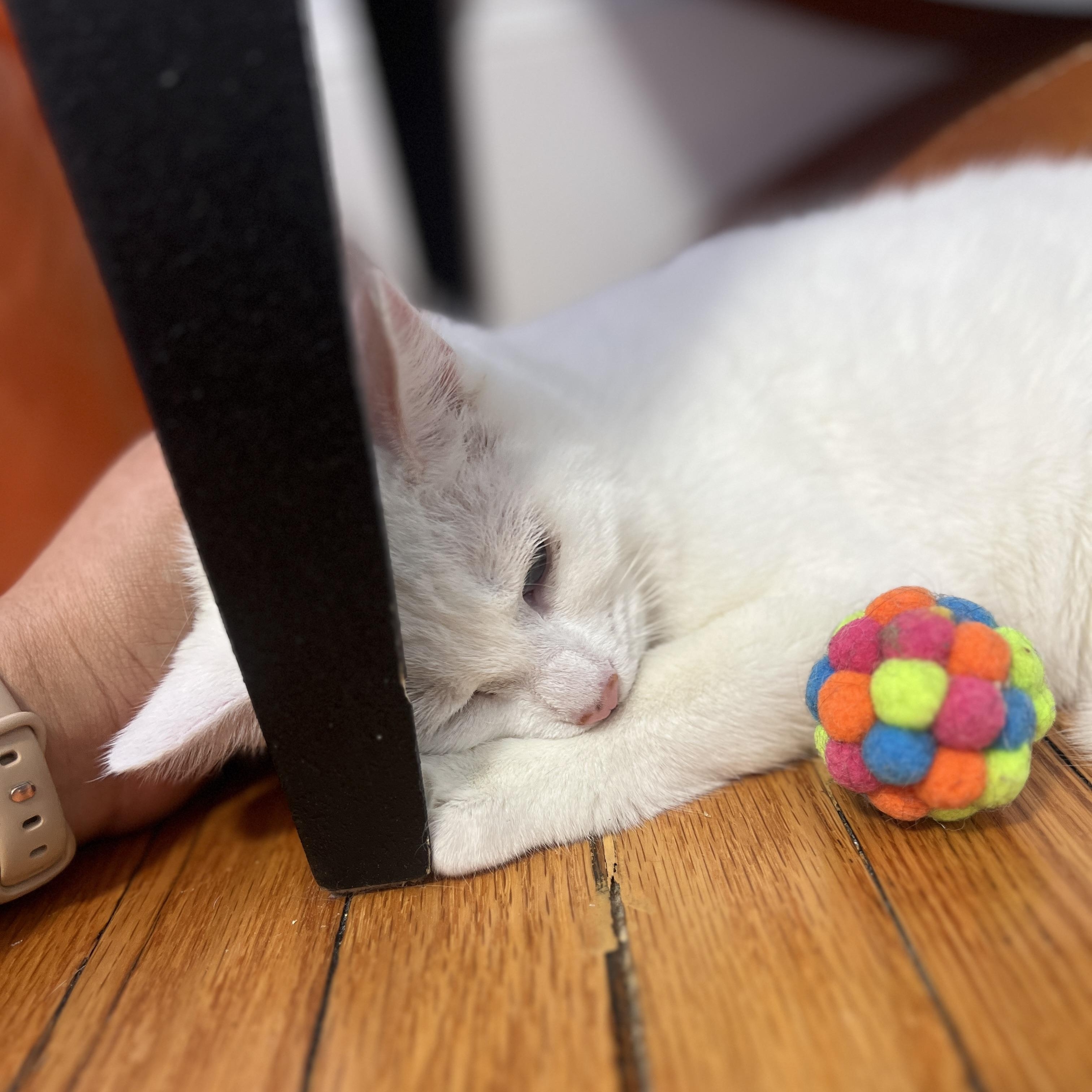 Enlarge Lapis, a Adoptable Domestic Medium Hair in Roanoke, VA image 3/4