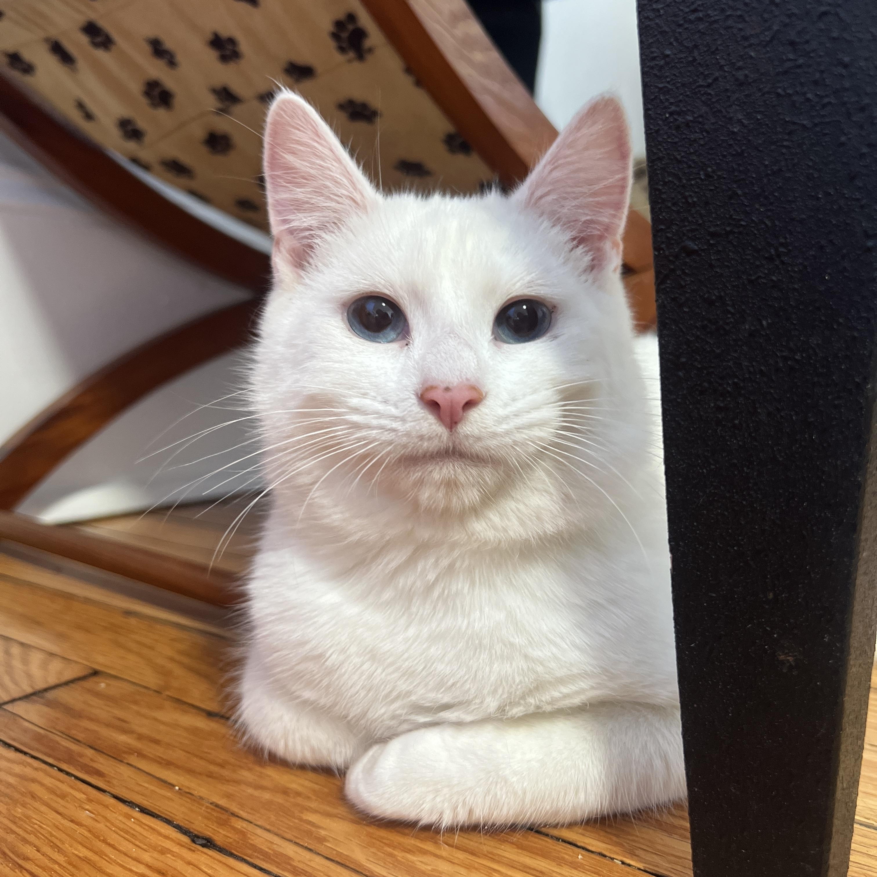 Lapis, Adoptable, Young Male Domestic Medium Hair.