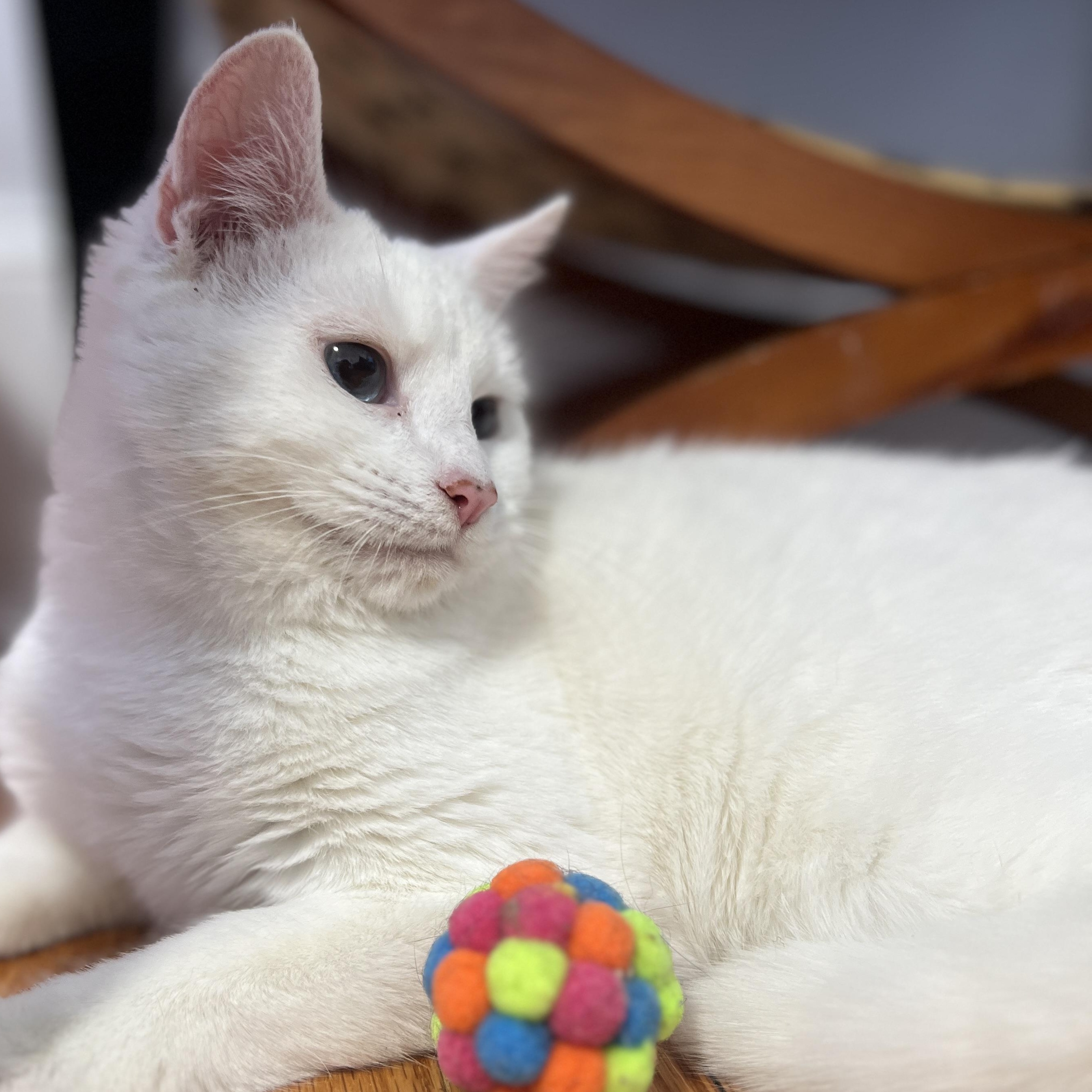 Enlarge Lapis, a Adoptable Domestic Medium Hair in Roanoke, VA image 4/4