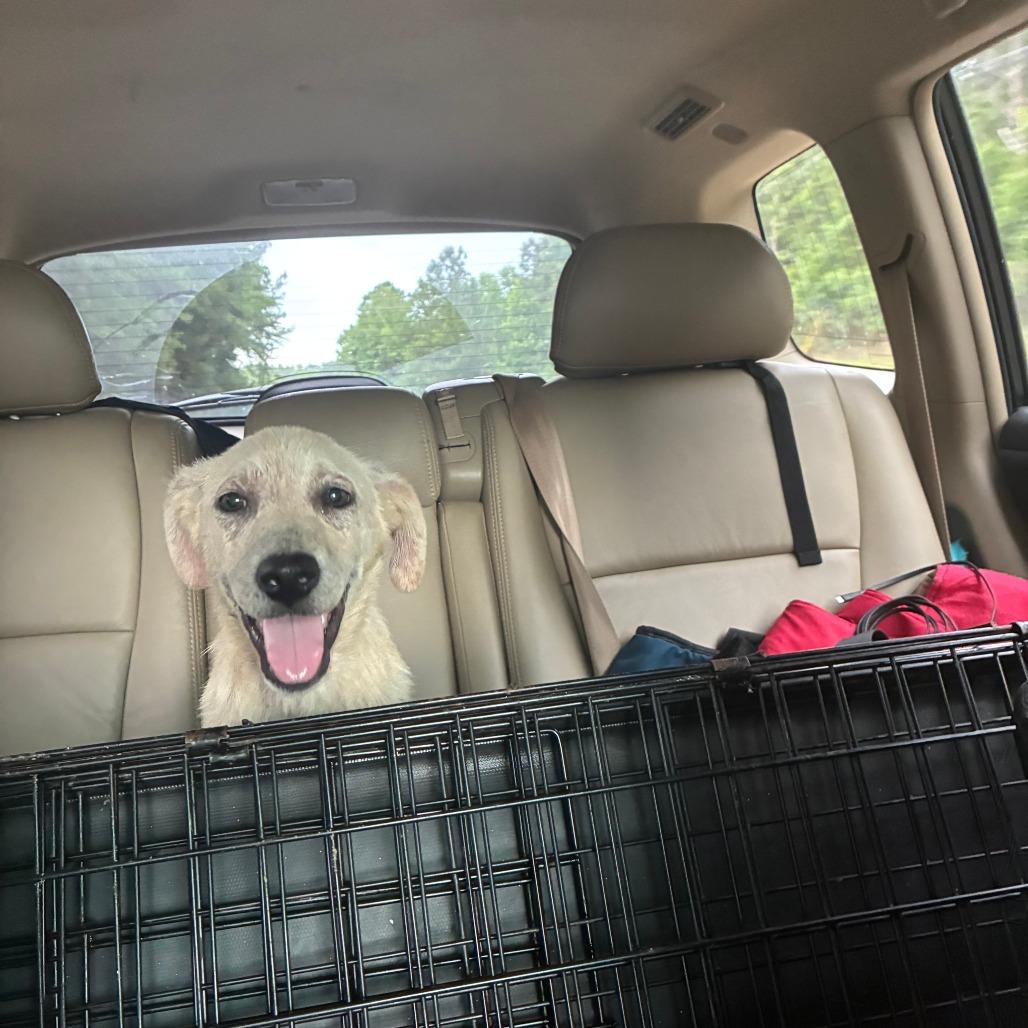 Zag, Adoptable, Young Male Yellow Labrador Retriever & Mixed Breed.