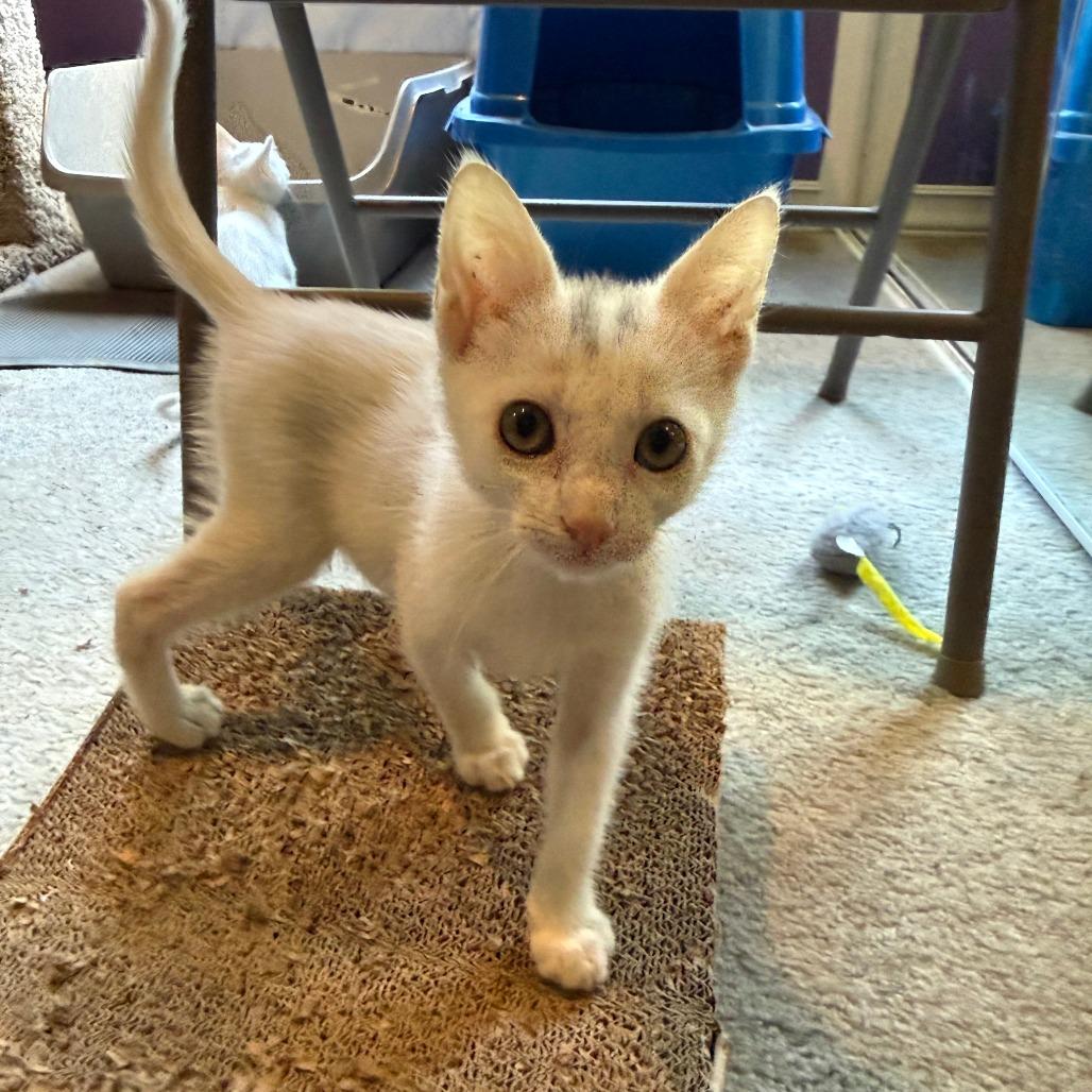 Marsh, Adoptable, Kitten Male Domestic Short Hair.