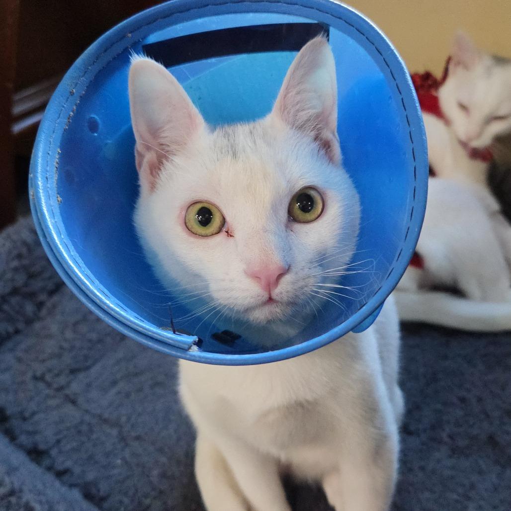 Enlarge Marsh, a Adoptable Domestic Short Hair in Redmond, WA image 2/6