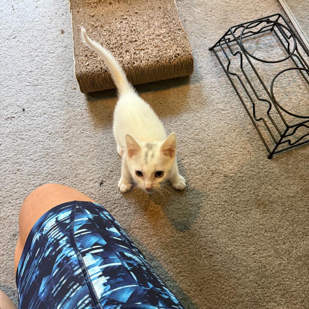 Marsh, a Adoptable Domestic Short Hair in Redmond, WA image 2/3