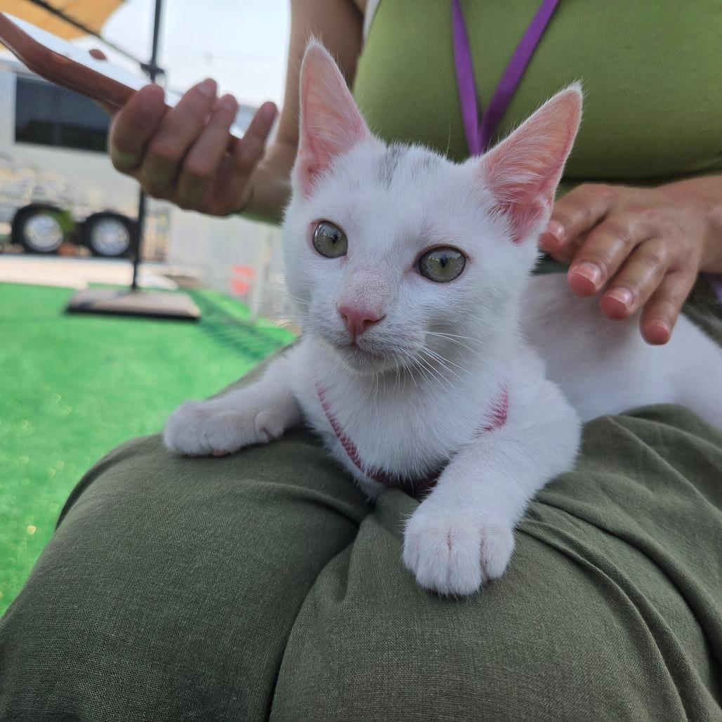 Enlarge Marsh, a Adoptable Domestic Short Hair in Redmond, WA image 3/5