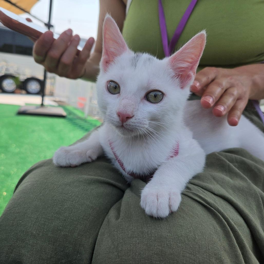 Enlarge Marsh, a Adoptable Domestic Short Hair in Redmond, WA image 4/5
