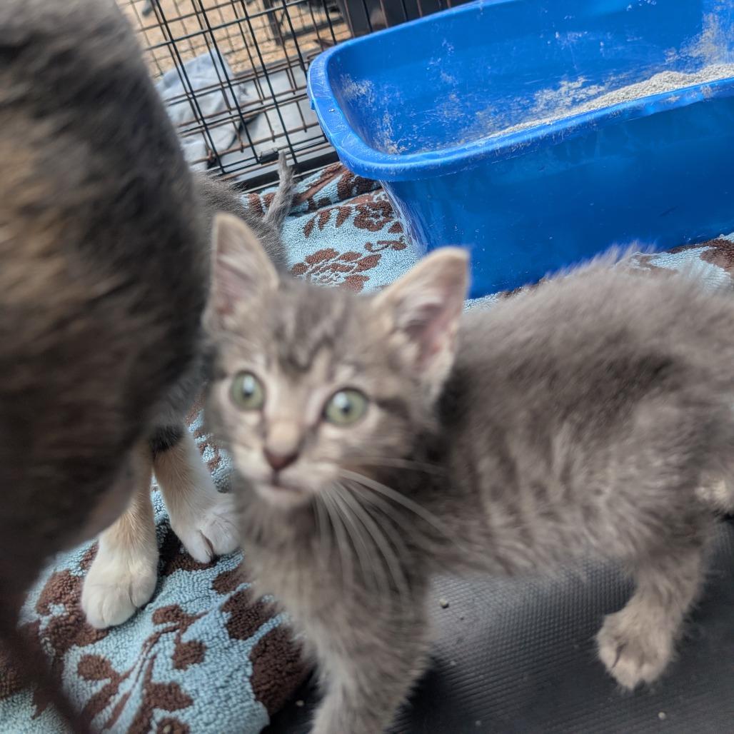 Enlarge Midnight, a Adoptable American Shorthair in West Plains, MO image 1/5