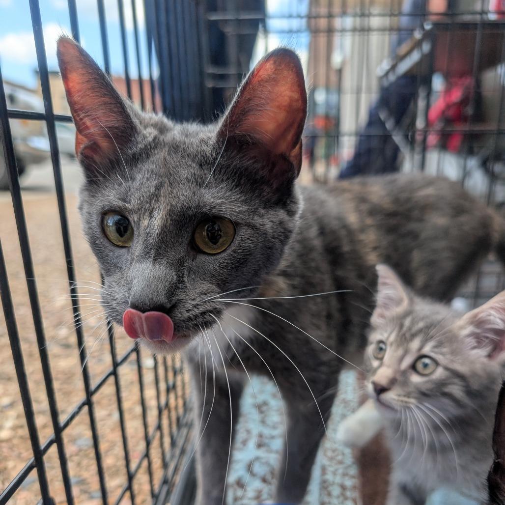 Enlarge Midnight, a Adoptable American Shorthair in West Plains, MO image 3/5