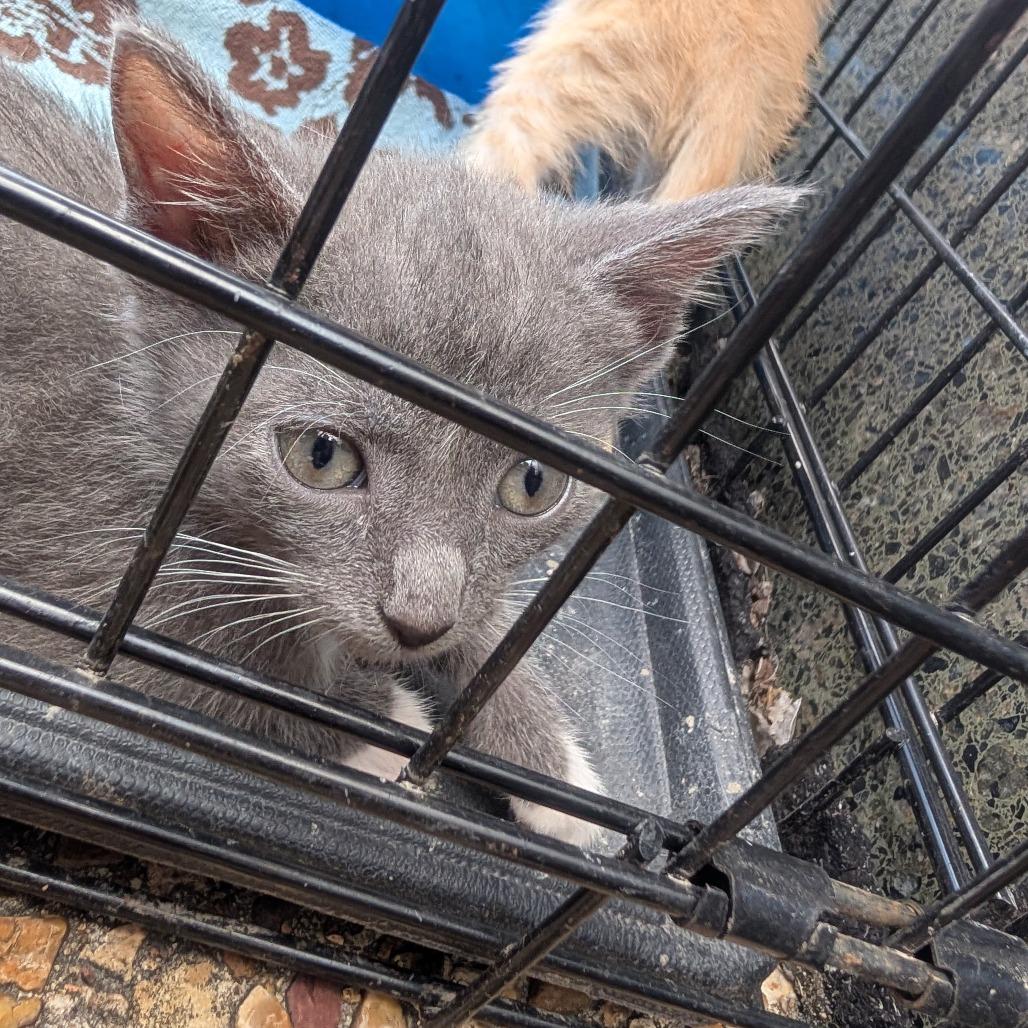 Enlarge Midnight, a Adoptable American Shorthair in West Plains, MO image 4/5