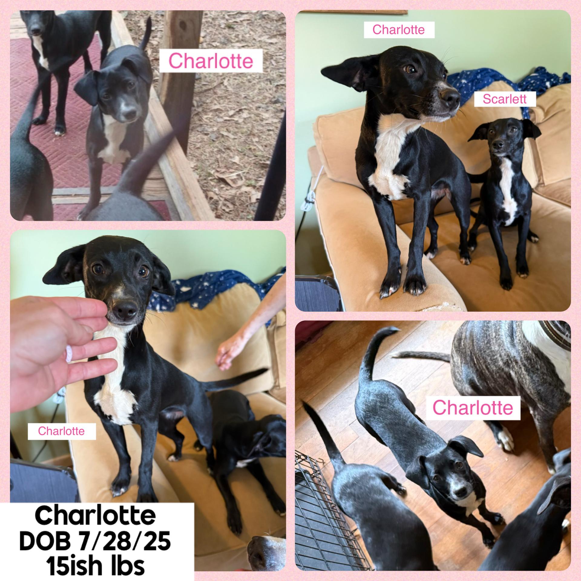 Enlarge Charlotte **FOSTER OR FTA NEEDED**, a ADOPTABLE mixed breed in Jackson, GA image 1/1