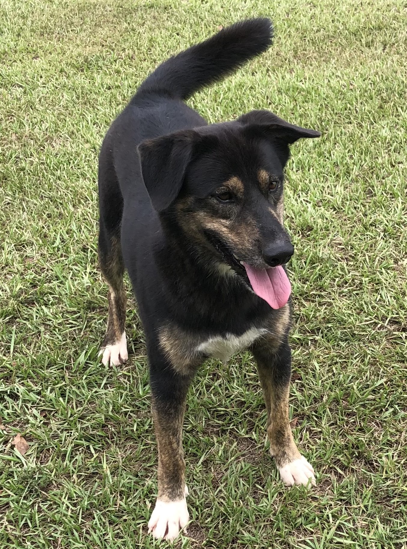 Enlarge Bear, a Adoptable mixed breed in Magnolia Springs, AL image 6/6