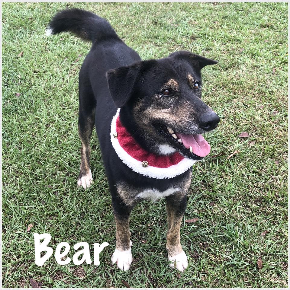 Enlarge Bear, a Adoptable mixed breed in Magnolia Springs, AL image 1/6