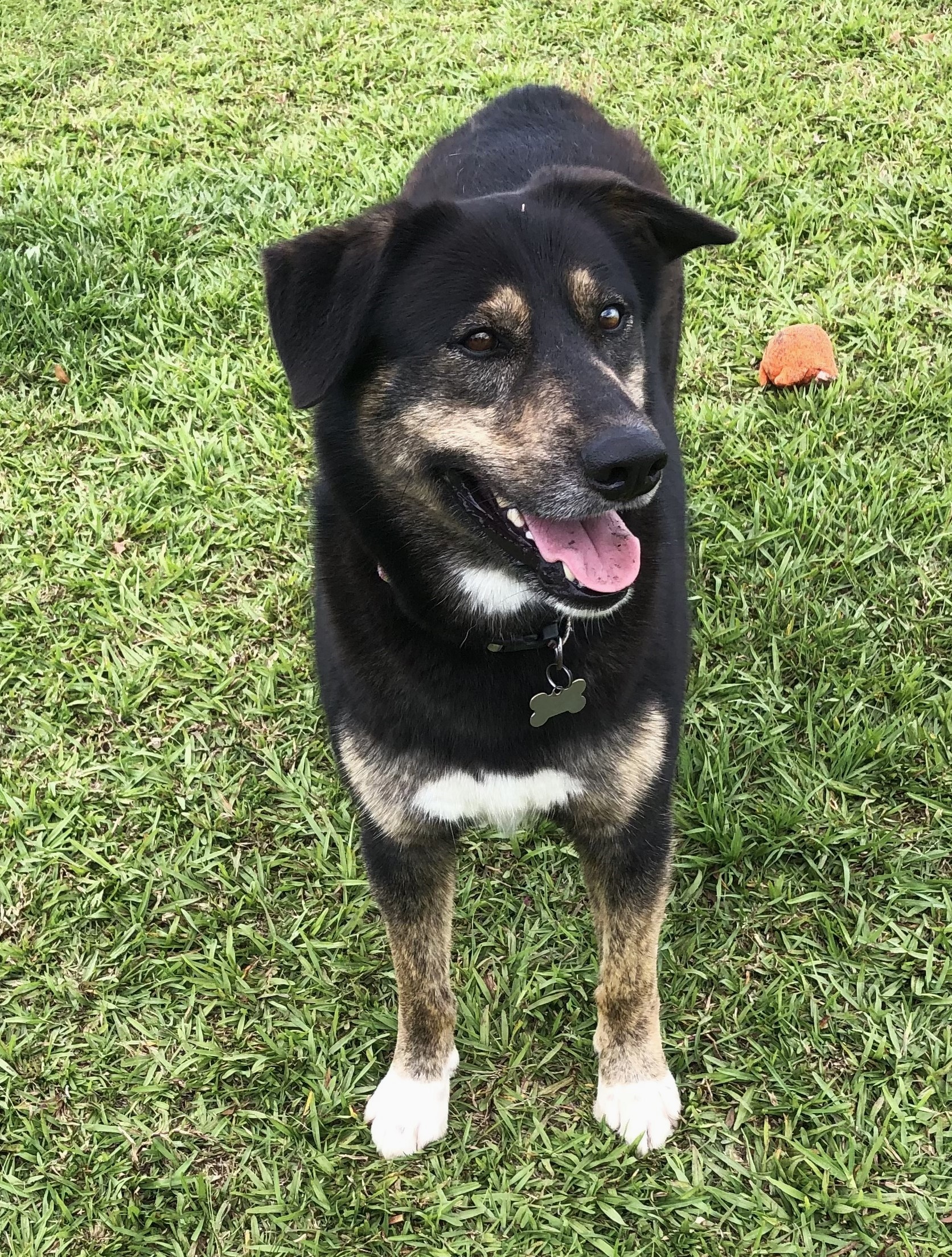 Enlarge Bear, a Adoptable mixed breed in Magnolia Springs, AL image 3/6