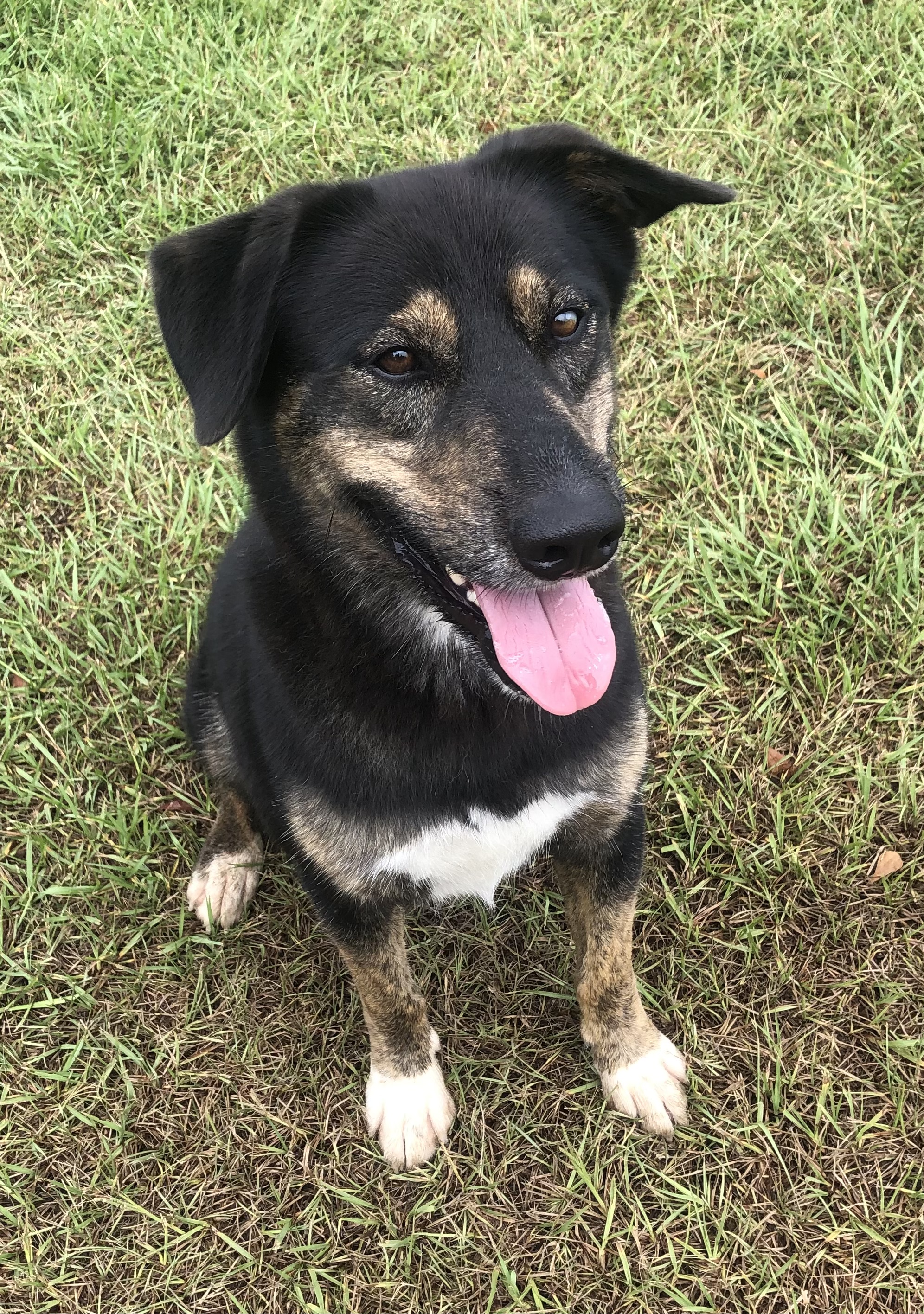 Enlarge Bear, a Adoptable mixed breed in Magnolia Springs, AL image 5/6