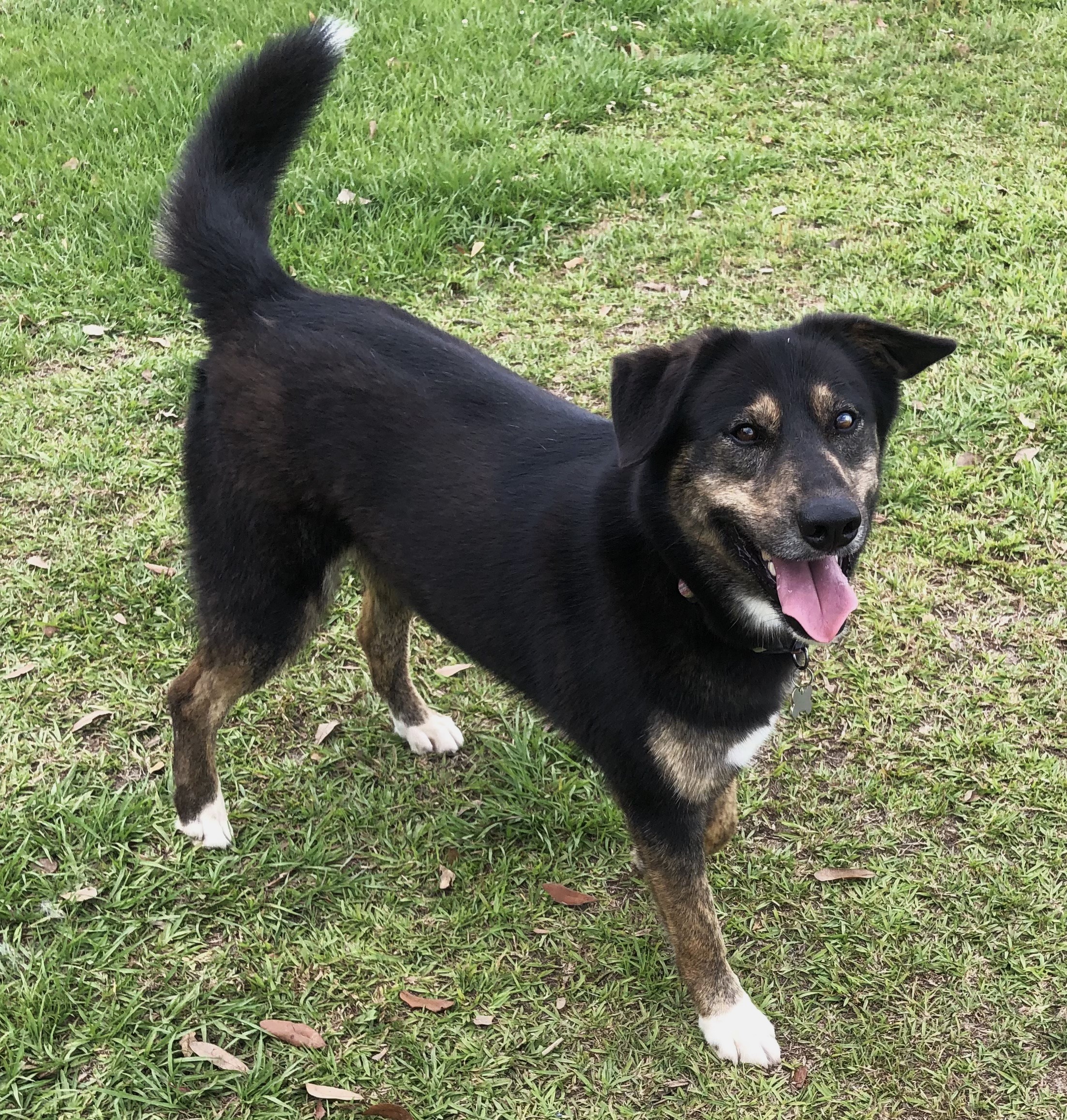 Enlarge Bear, a Adoptable mixed breed in Magnolia Springs, AL image 2/6
