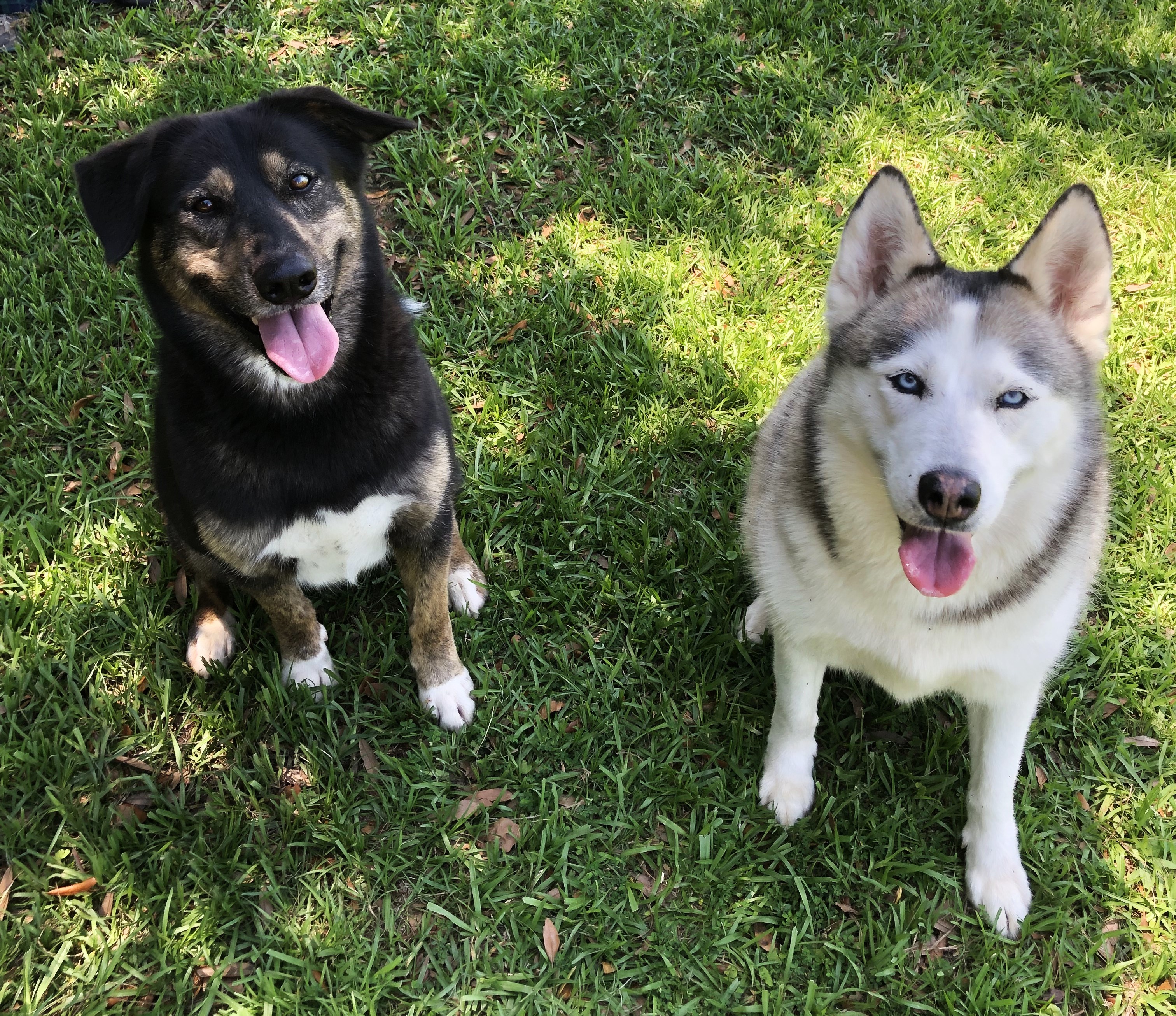 Enlarge Bear, a Adoptable mixed breed in Magnolia Springs, AL image 4/6