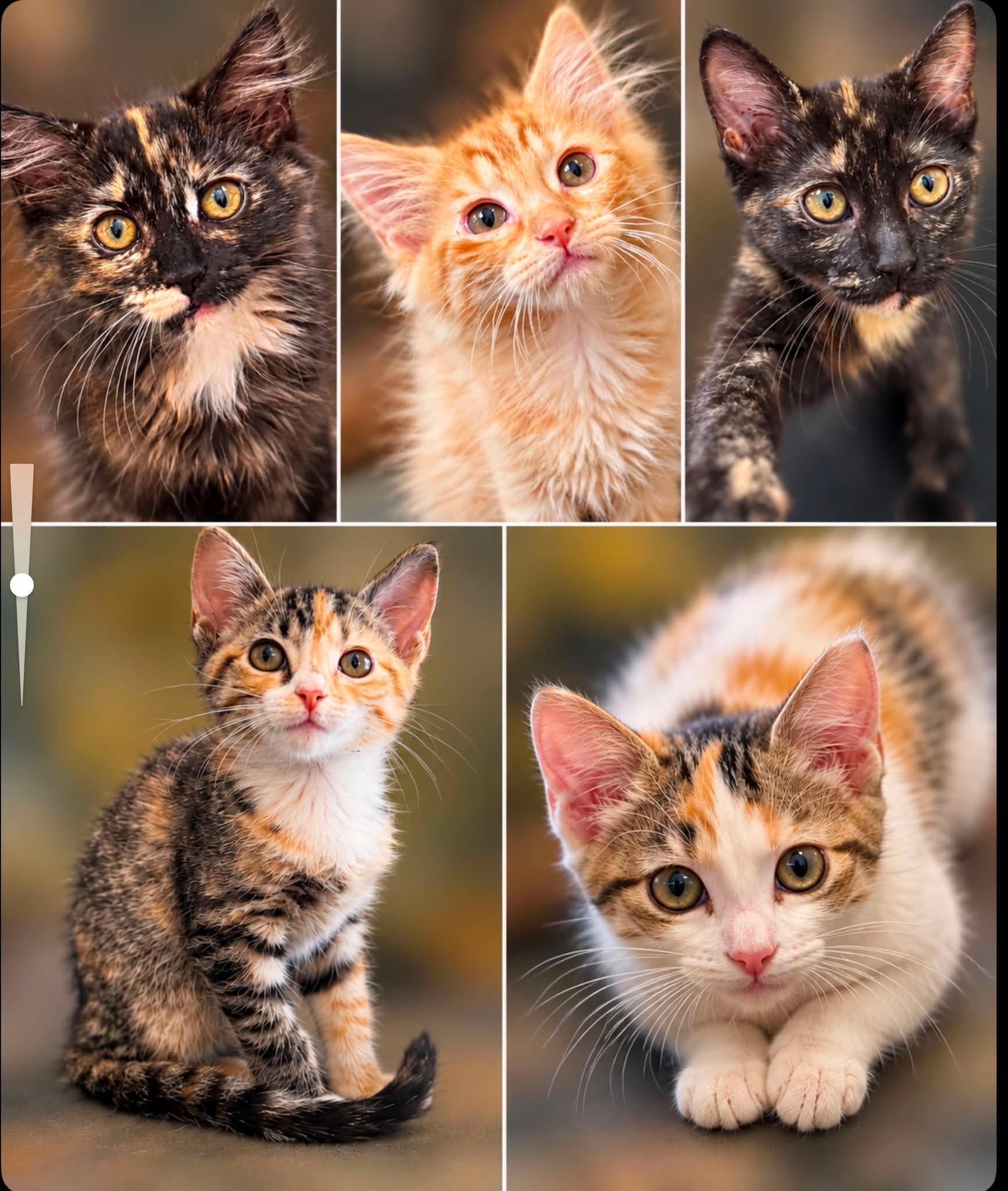Enlarge Taco Cat, a Adopted Domestic Short Hair in Collierville, TN image 2/2