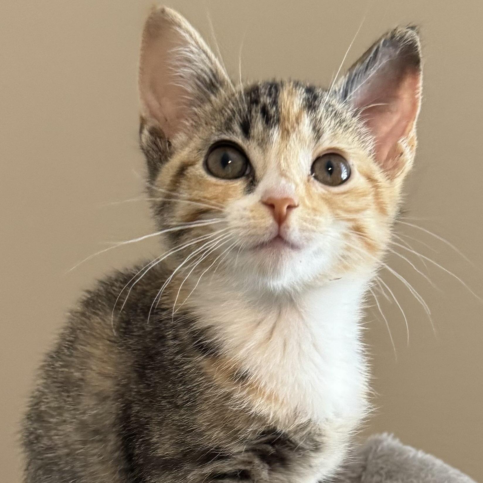Taco Cat, Adopted, Kitten Female Domestic Short Hair.