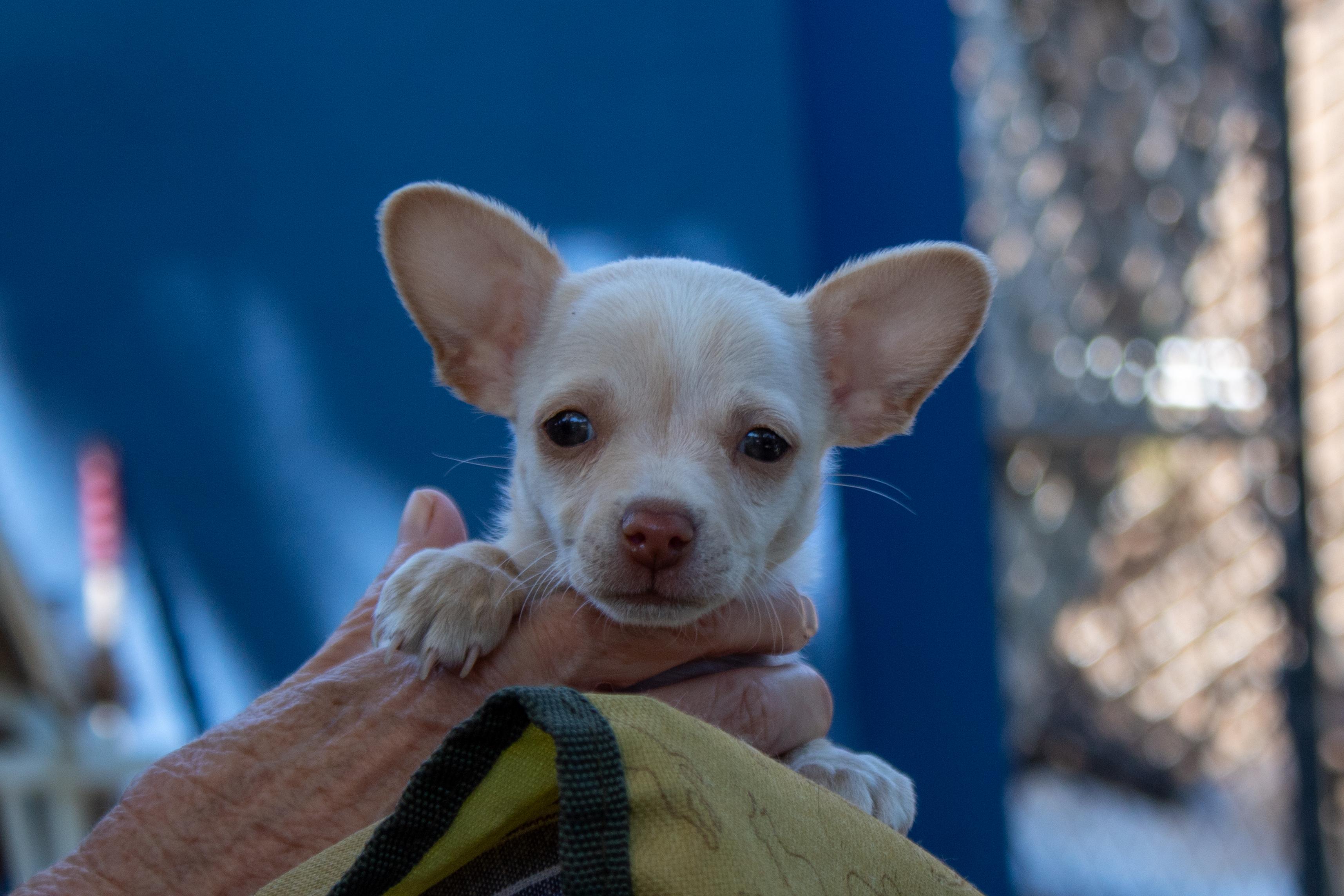 Isabella, a Adopted Chihuahua in Sacramento, CA image 1/6