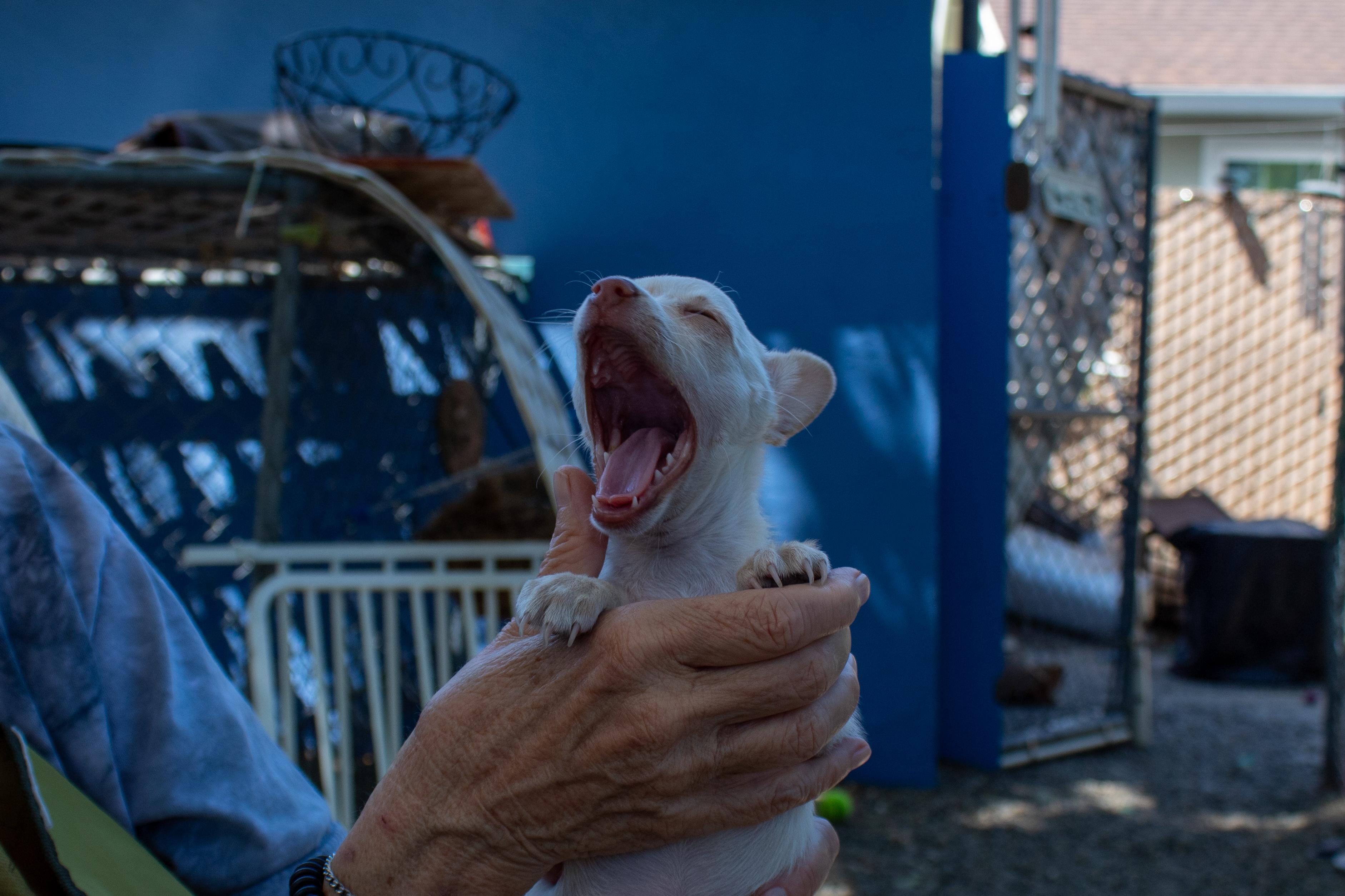 Isabella, a Adopted Chihuahua in Sacramento, CA image 5/6