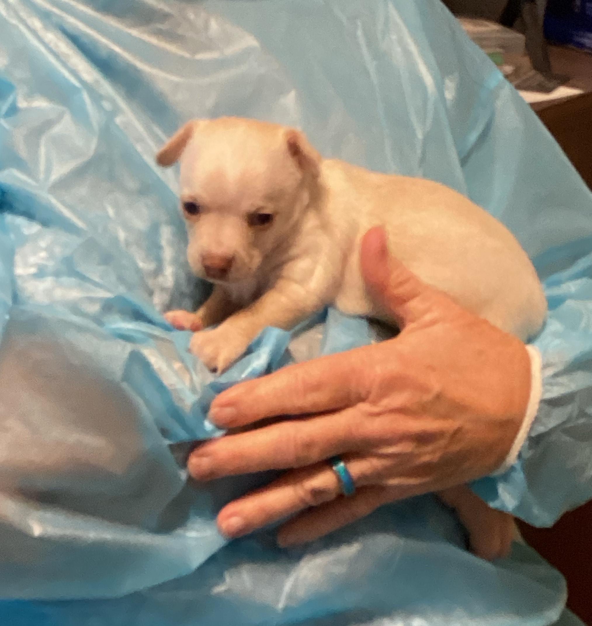 Isabella, a Adopted Chihuahua in Sacramento, CA image 4/6