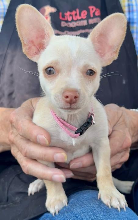 Isabella, a Adopted Chihuahua in Sacramento, CA image 2/6