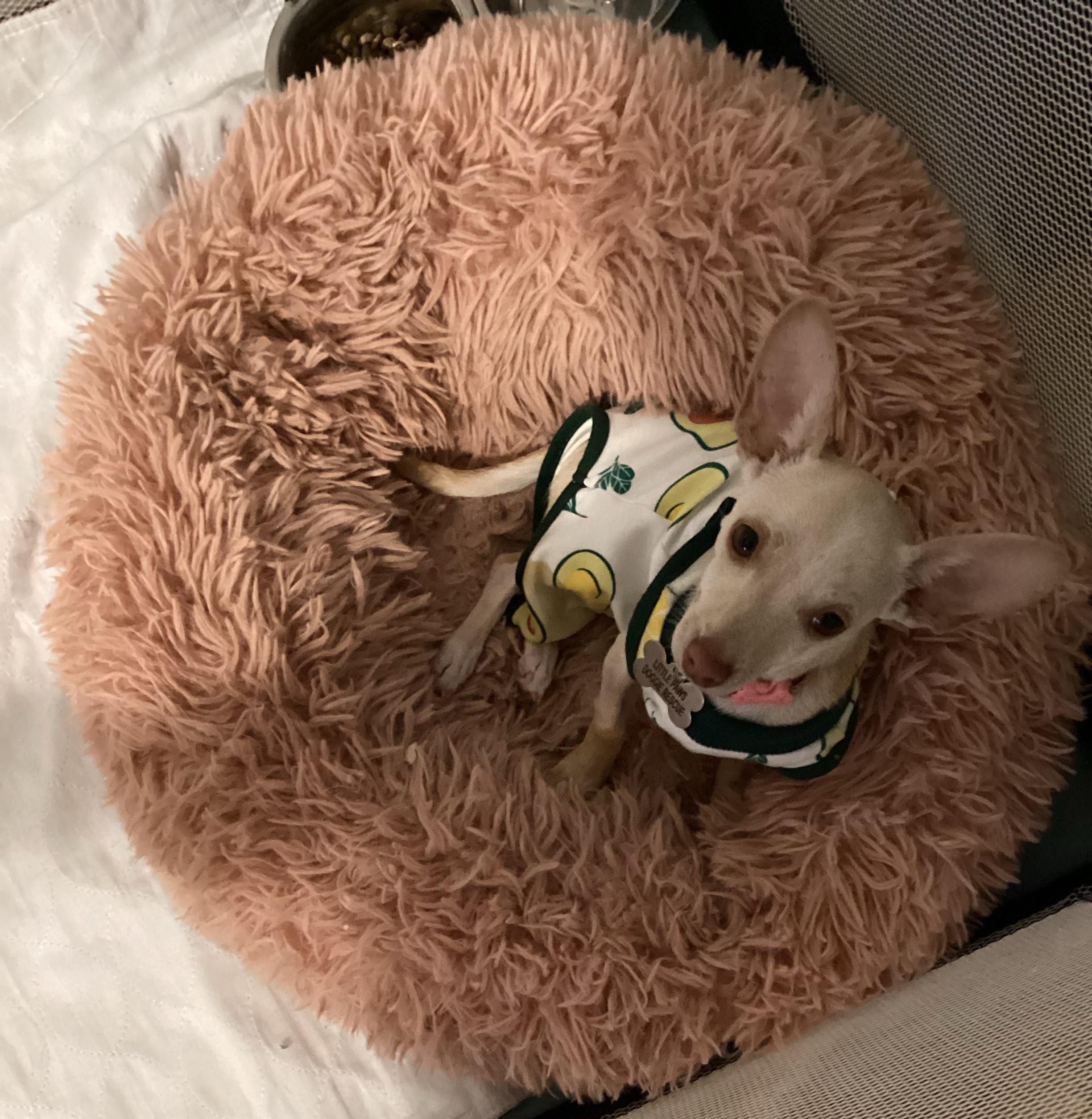 Isabella, a Adopted Chihuahua in Sacramento, CA image 3/6