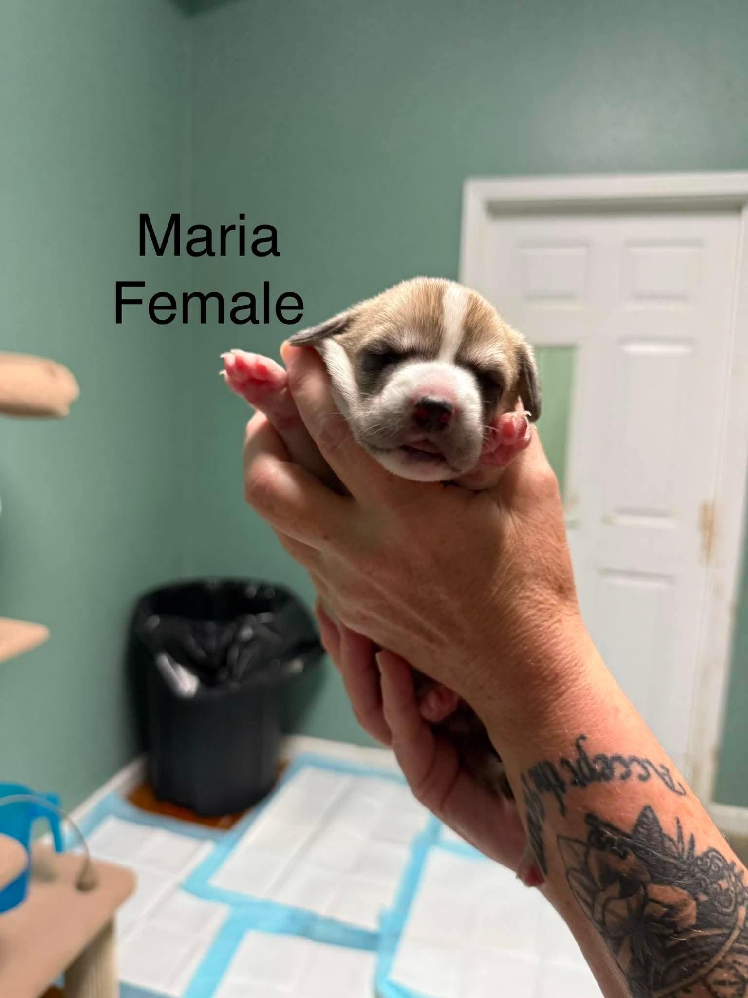 Enlarge Maria, a ADOPTABLE mixed breed in Elkton, MD image 2/2