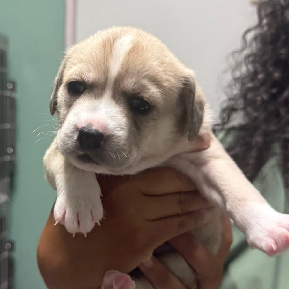 Maria, ADOPTABLE, Puppy Female Corgi.