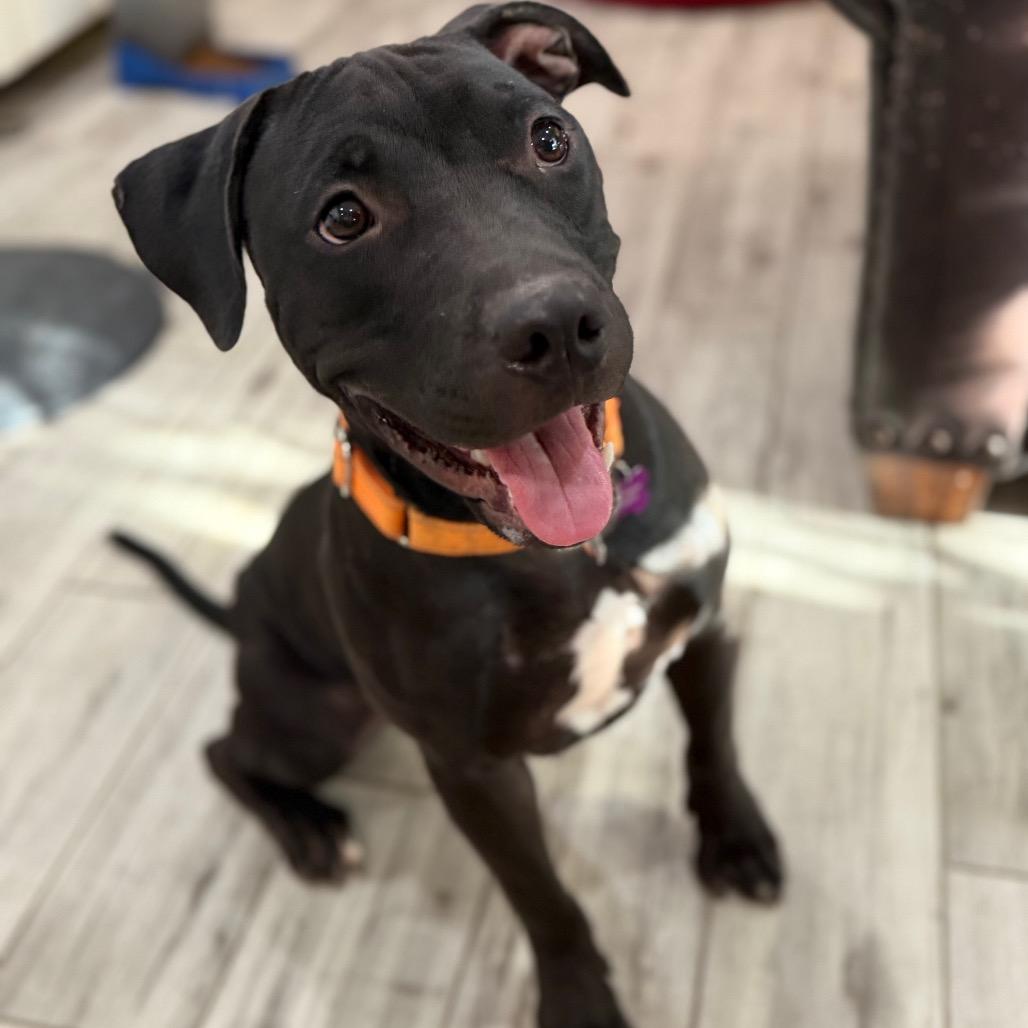 Imposter, Adoptable, Adult Male Pit Bull Terrier & Mixed Breed.