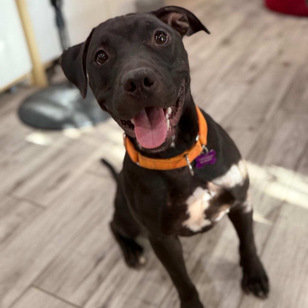 Imposter, a Adoptable mixed breed in Phoenix, AZ image 2/2