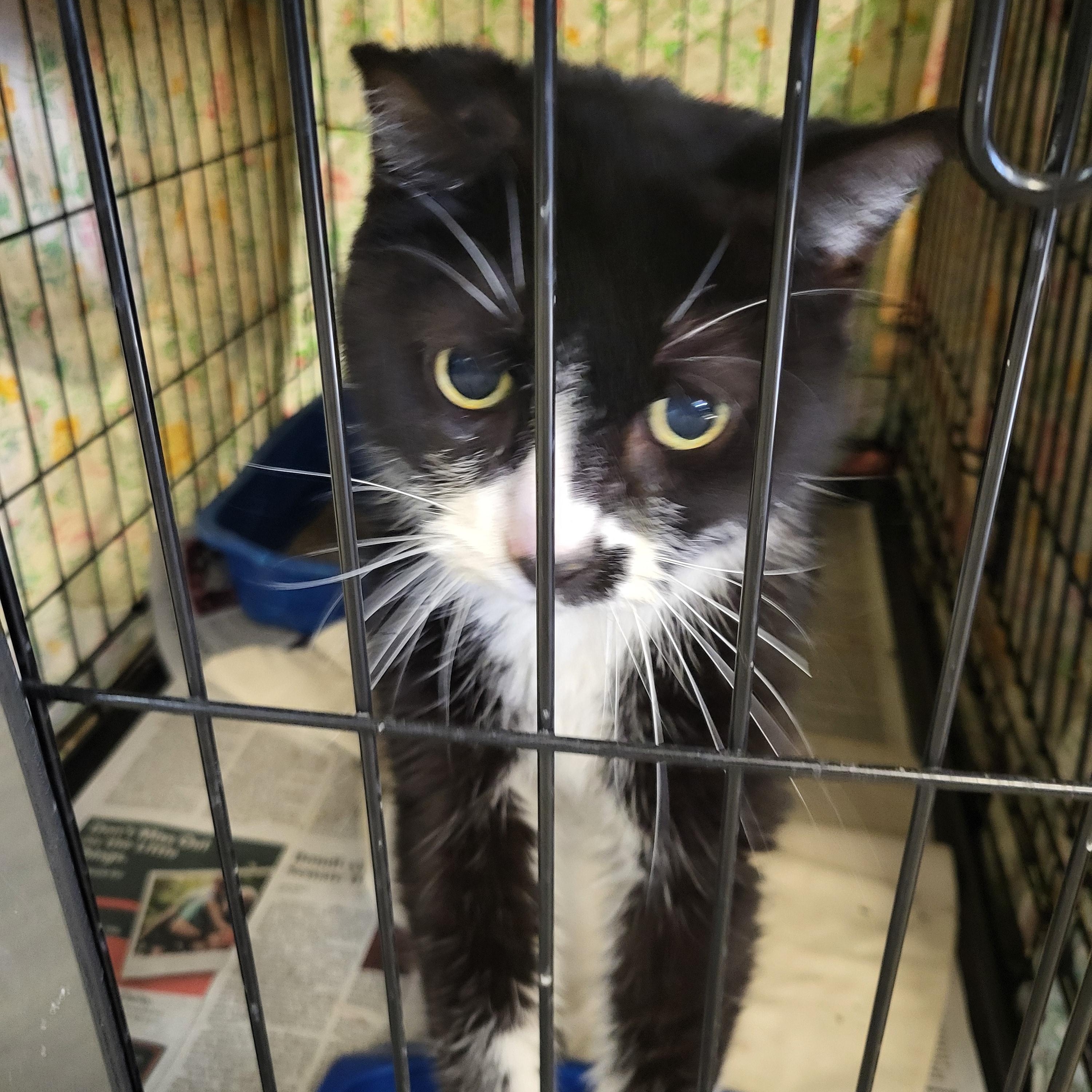 Soda Pop, Adoptable, Adult Male Domestic Short Hair.