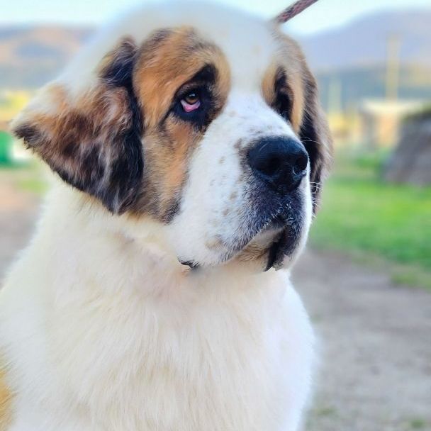 Moose, Adoptable, Young Male Saint Bernard.
