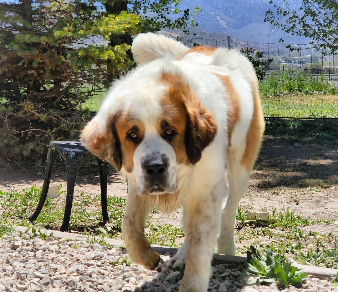 Enlarge Moose, a Adoptable Saint Bernard in Tehachapi, CA image 3/10