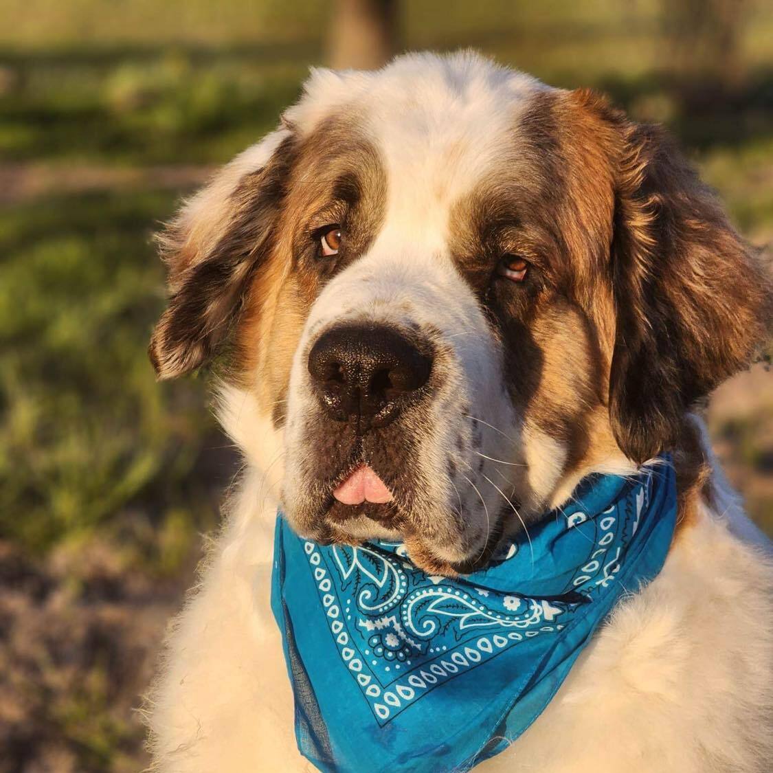 Enlarge Moose, a Adoptable Saint Bernard in Tehachapi, CA image 4/10