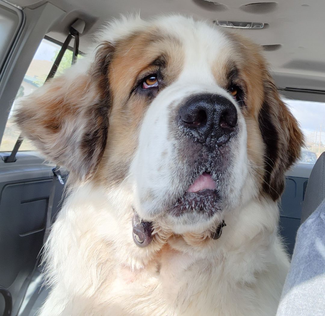 Enlarge Moose, a Adoptable Saint Bernard in Tehachapi, CA image 5/10