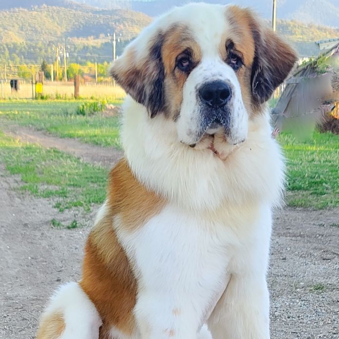 Enlarge Moose, a Adoptable Saint Bernard in Tehachapi, CA image 6/10