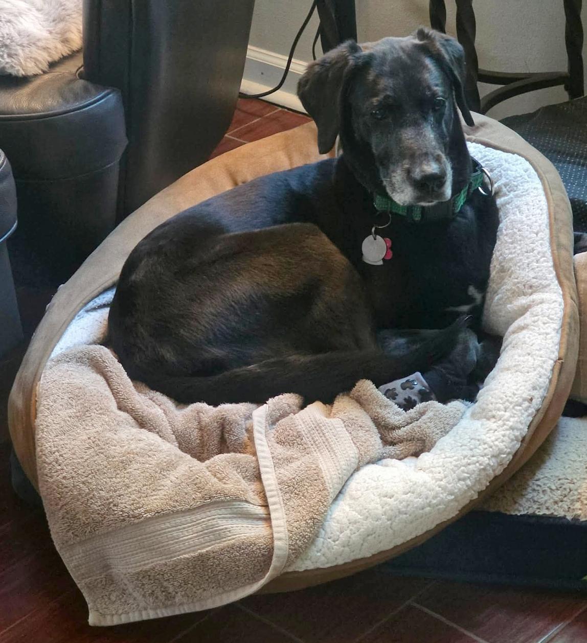 Harper Lee, an adopted mixed breed in Charlotte, NC image 6/6