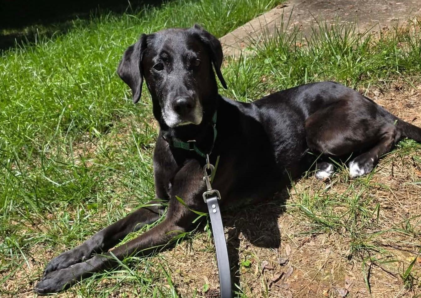 Harper Lee, an adopted mixed breed in Charlotte, NC image 2/6