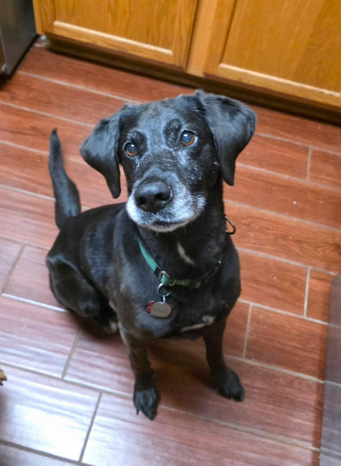 Harper Lee, an adopted mixed breed in Charlotte, NC image 5/6