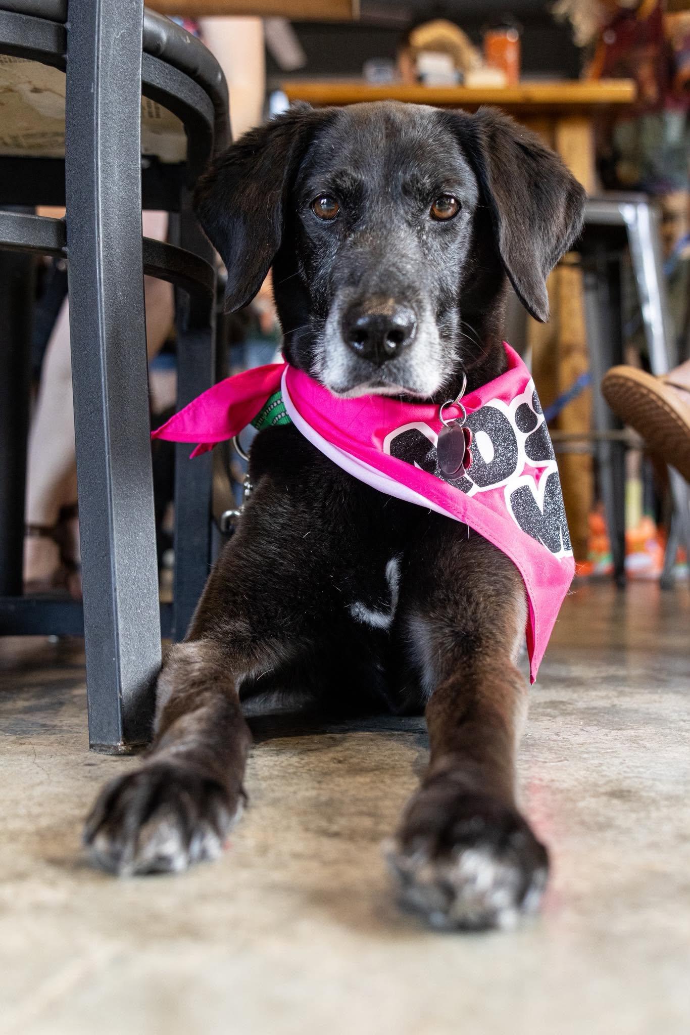 Harper Lee, adopted, Senior Female Labrador Retriever.
